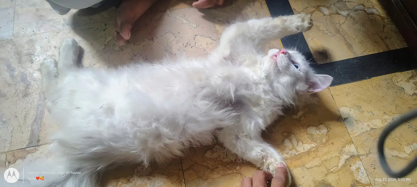 fully white cat with blue eyes fully active — photo 5