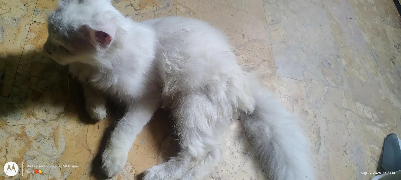 fully white cat with blue eyes fully active — photo 6