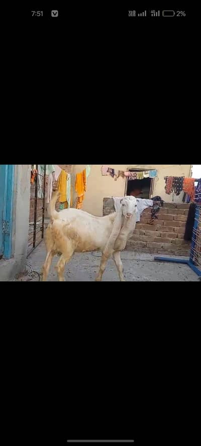 Bakra full breder