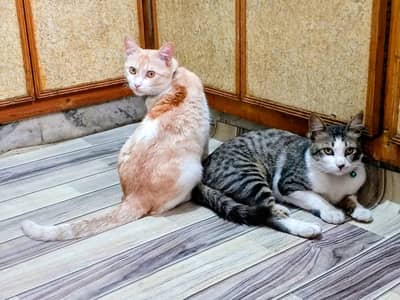 Two Male Cats Available for Adoption