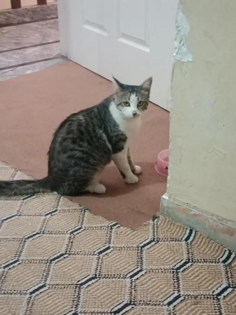 Two Male Cats Available for Adoption — photo 2