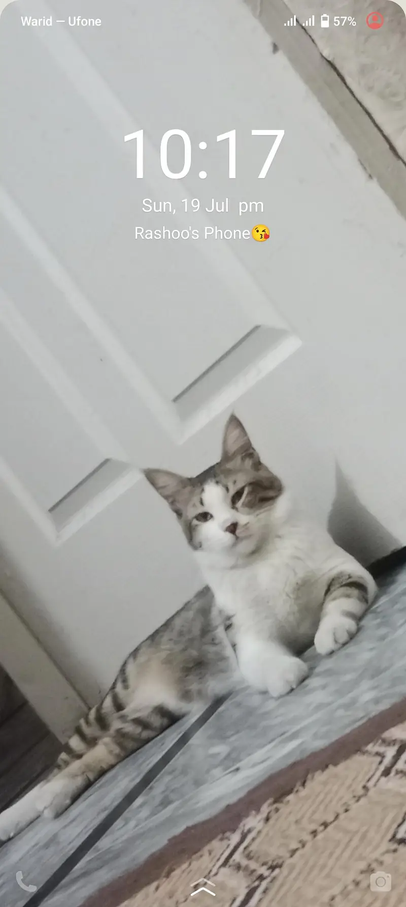 Two Male Cats Available for Adoption — photo 3