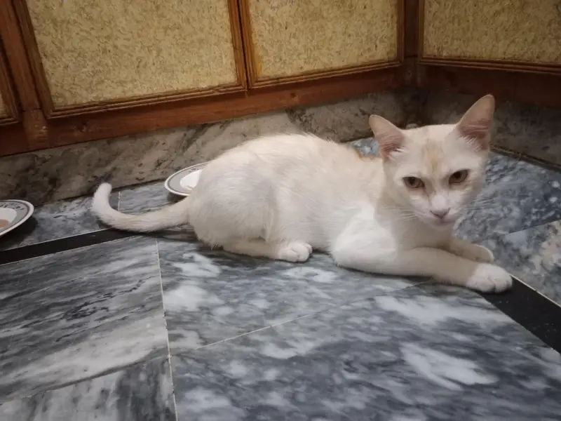 Two Male Cats Available for Adoption — photo 4