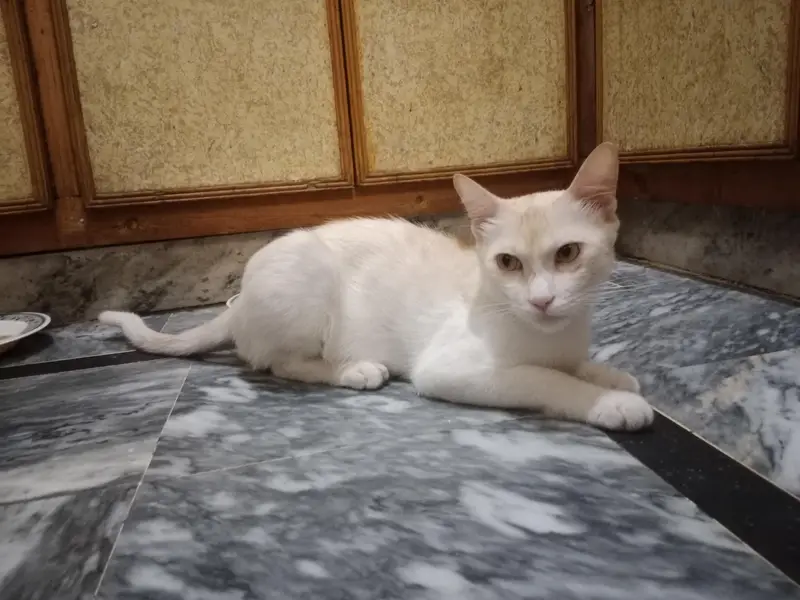 Two Male Cats Available for Adoption — photo 5