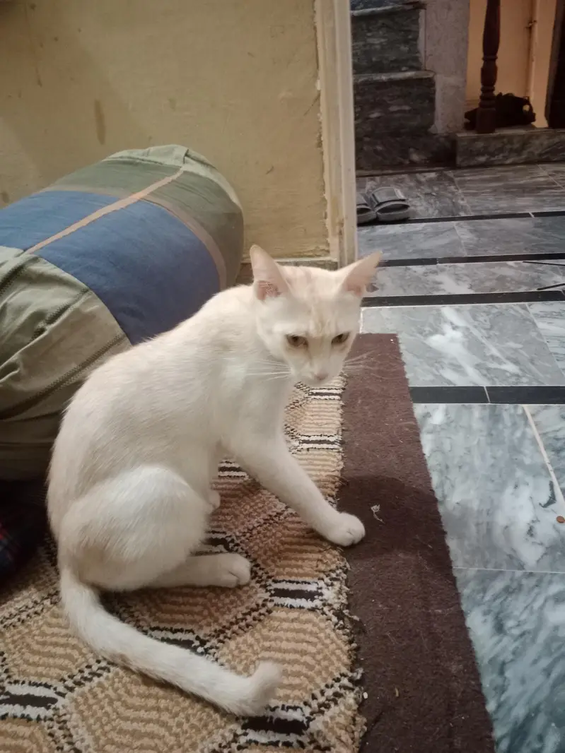 Two Male Cats Available for Adoption — photo 6