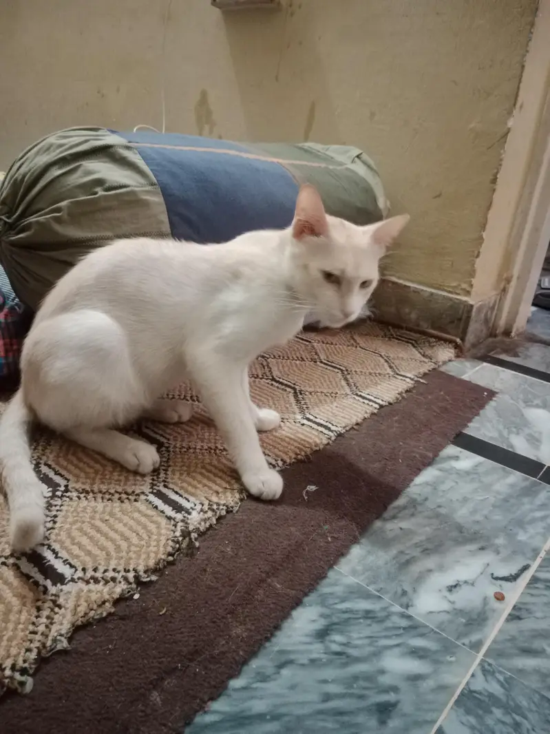 Two Male Cats Available for Adoption — photo 7