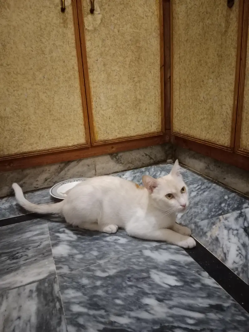 Two Male Cats Available for Adoption — photo 8