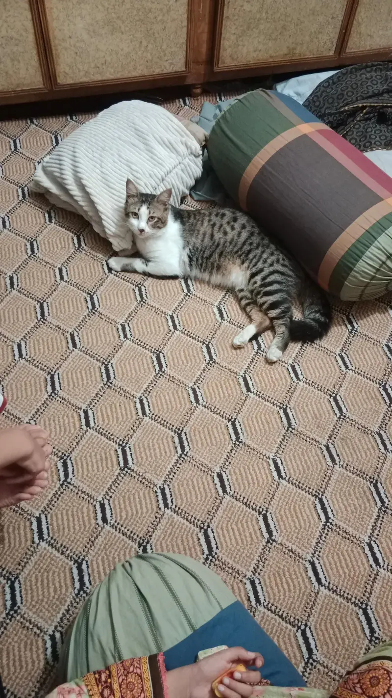 Two Male Cats Available for Adoption — photo 9