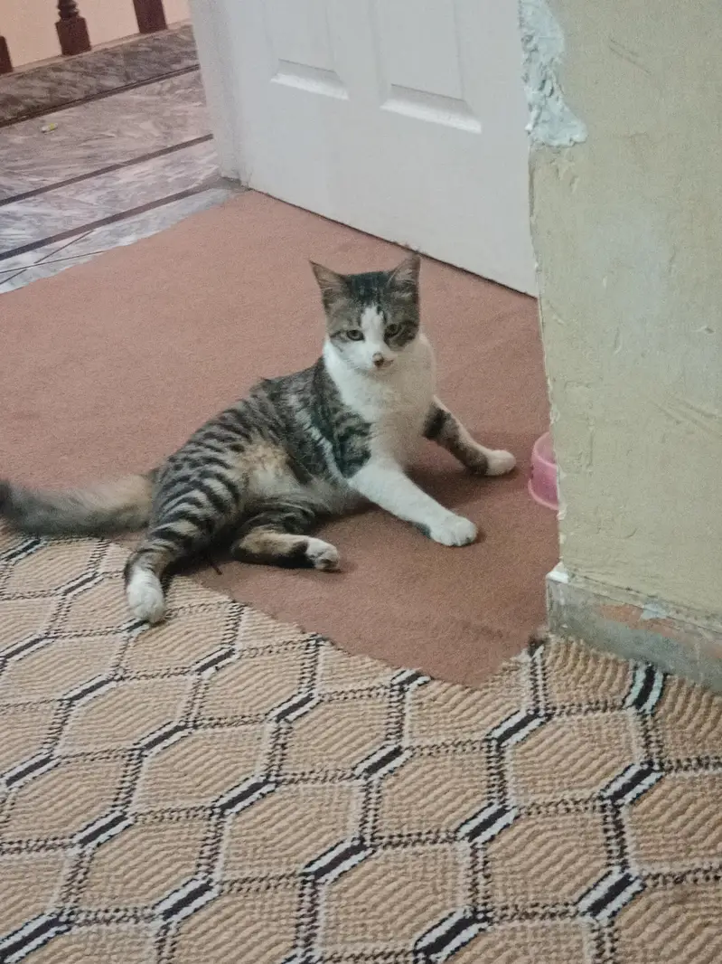 Two Male Cats Available for Adoption — photo 10