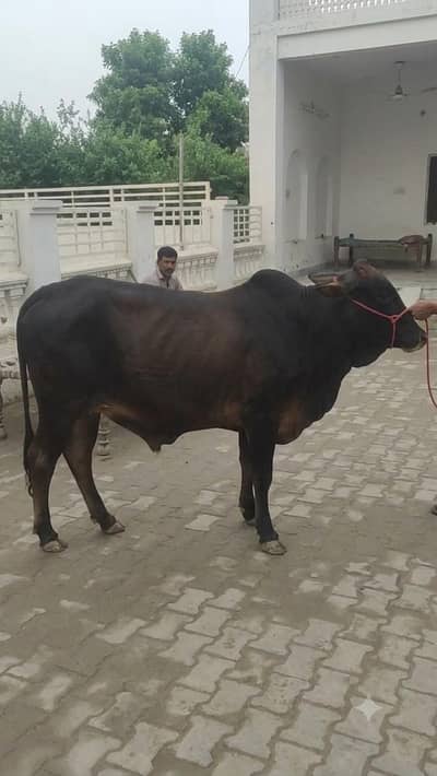 katu cow
