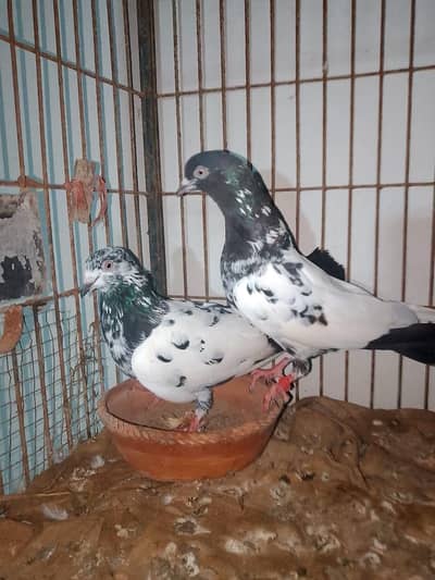 rampuri maile or Kal potiya made