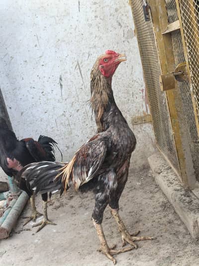 aseel males for sale