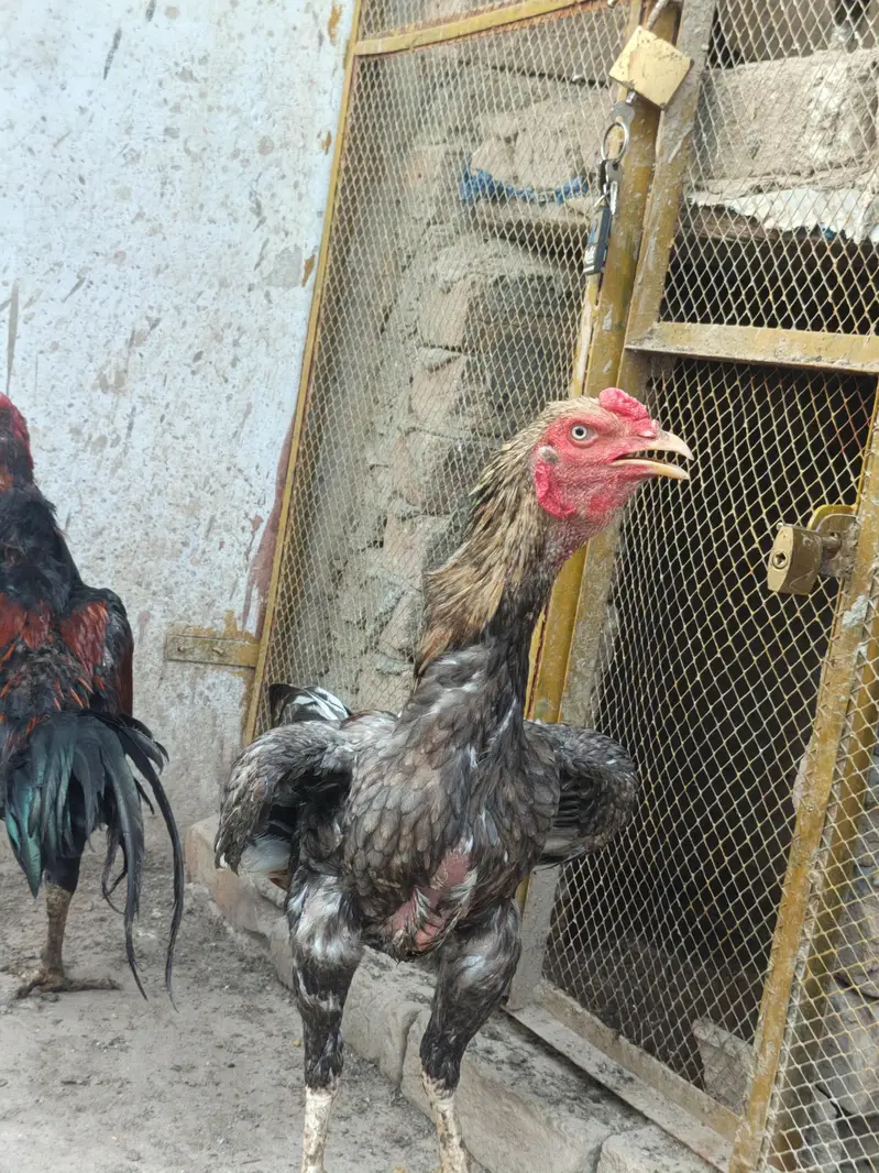 aseel males for sale — photo 2