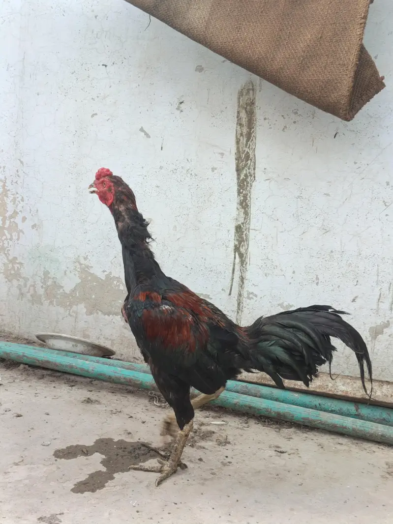 aseel males for sale — photo 3