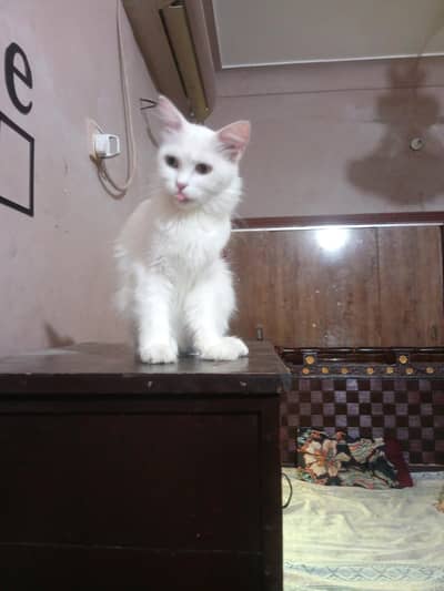 cute Persian cat