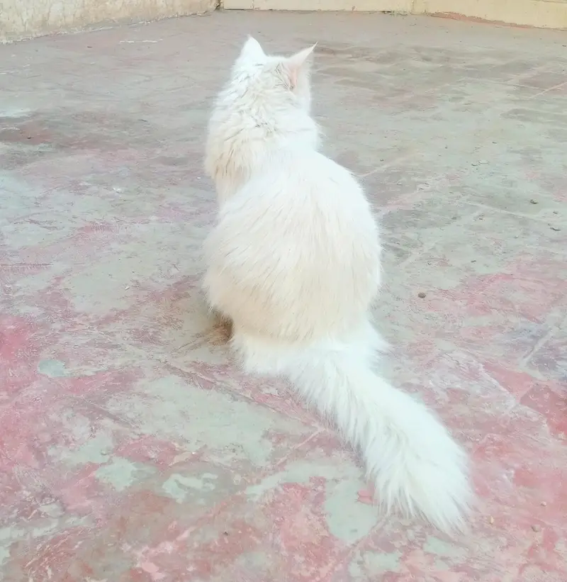cute Persian cat — photo 2