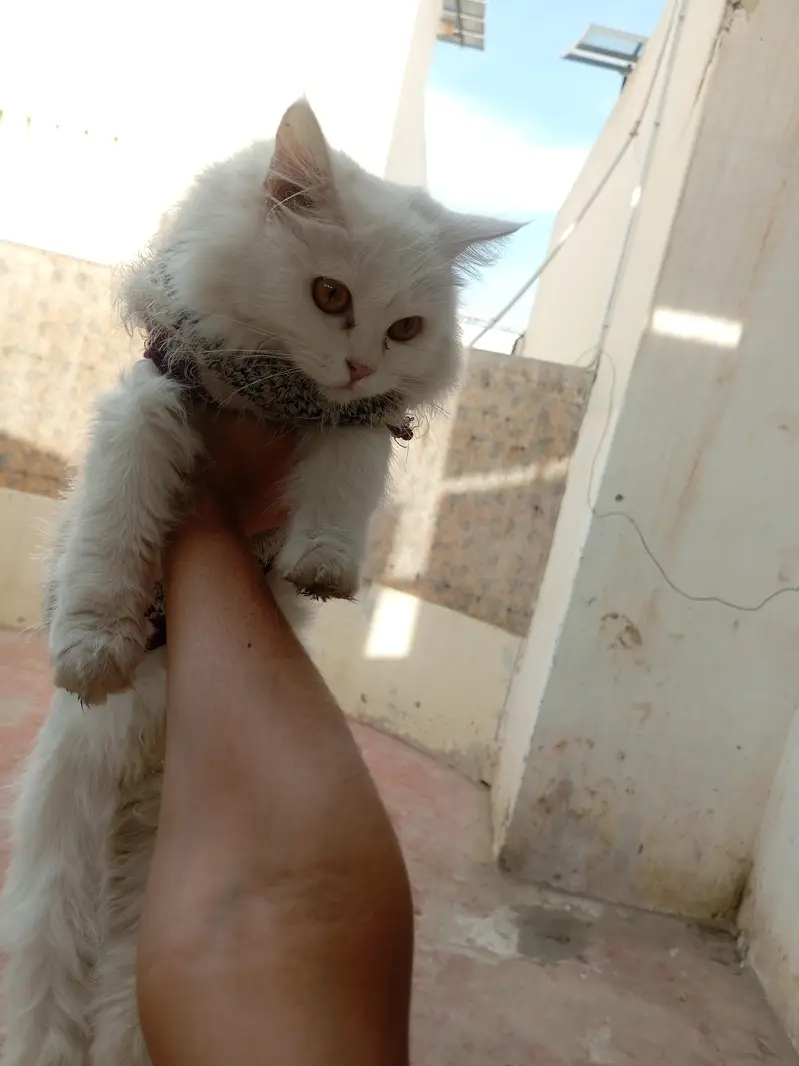 cute Persian cat — photo 3