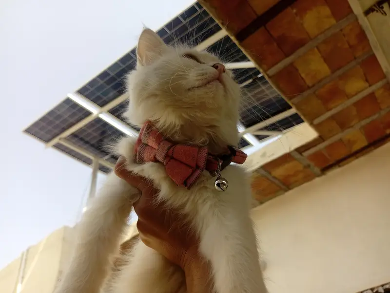 cute Persian cat — photo 4