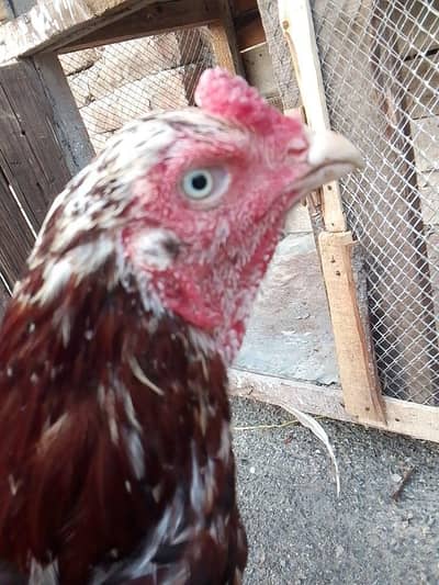 high quality cheena pair for sale