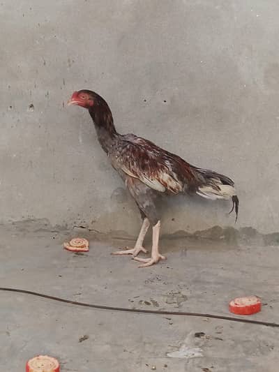 Aseel Murga