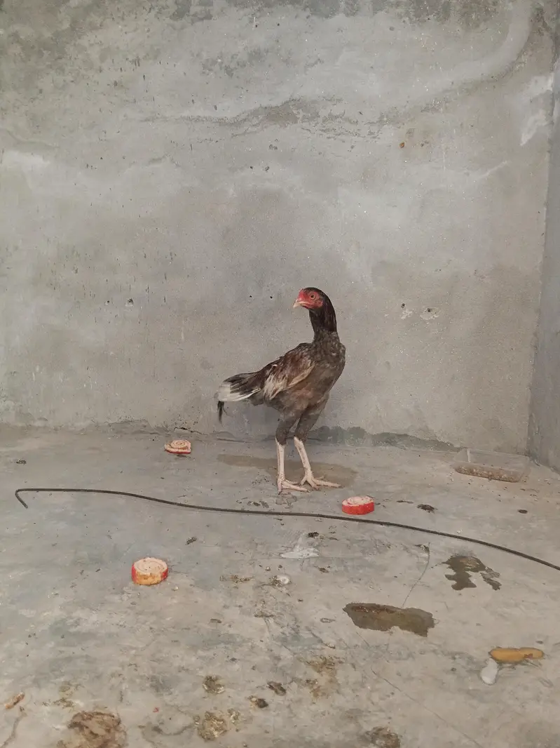 Aseel Murga — photo 2