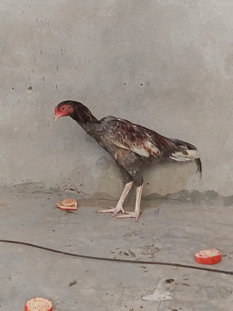 Aseel Murga — photo 3