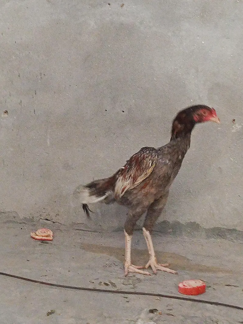 Aseel Murga — photo 6