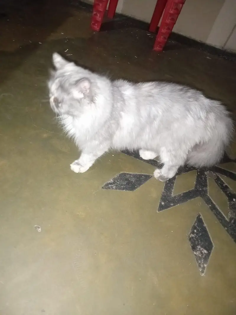 percian cat — photo 2