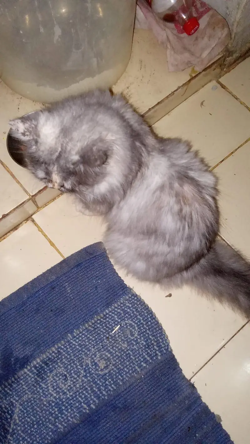 percian cat — photo 3