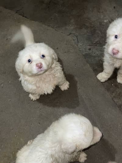 Russian puppies highly quality puppies 3 coated