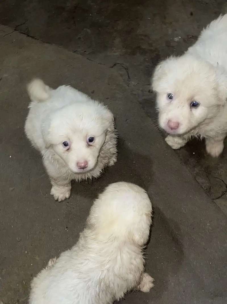 Russian puppies highly quality puppies 3 coated — photo 2