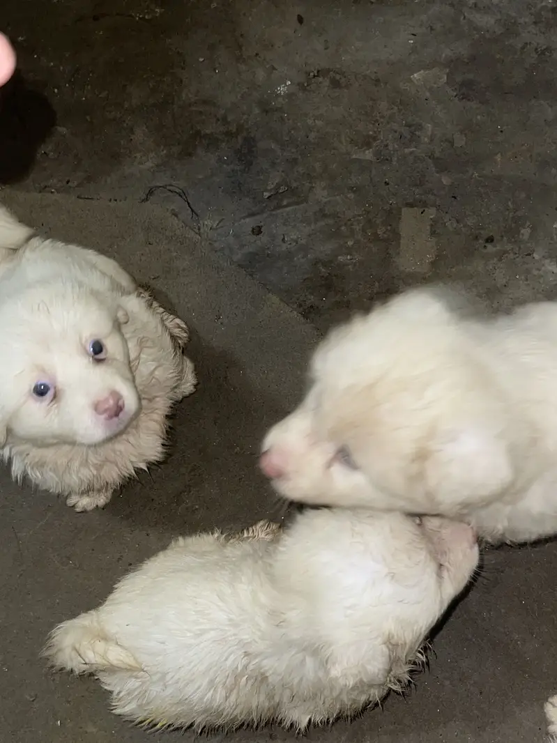 Russian puppies highly quality puppies 3 coated — photo 3