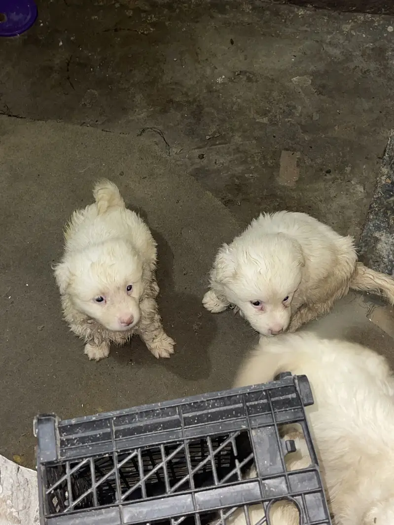 Russian puppies highly quality puppies 3 coated — photo 4