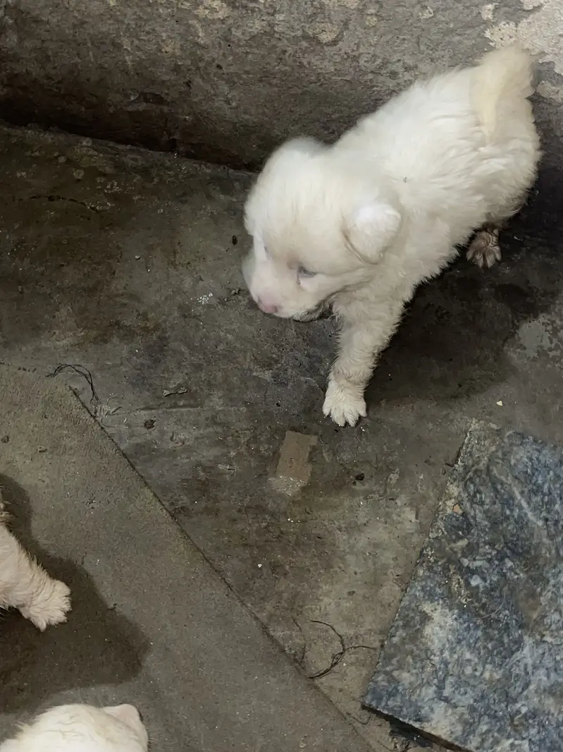 Russian puppies highly quality puppies 3 coated — photo 5