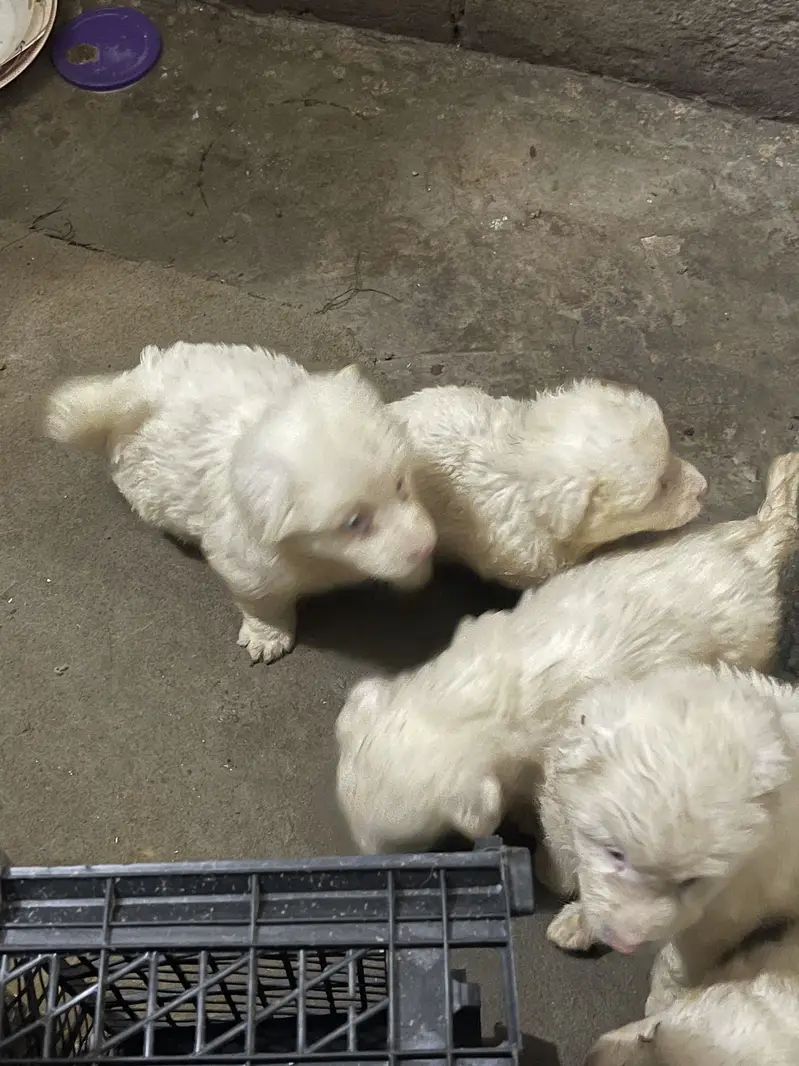 Russian puppies highly quality puppies 3 coated — photo 6