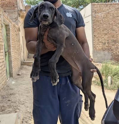 super top quality female puppy 03709515131whatsapp