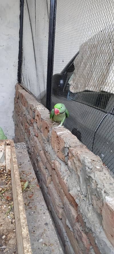 Raw parrot male bog size