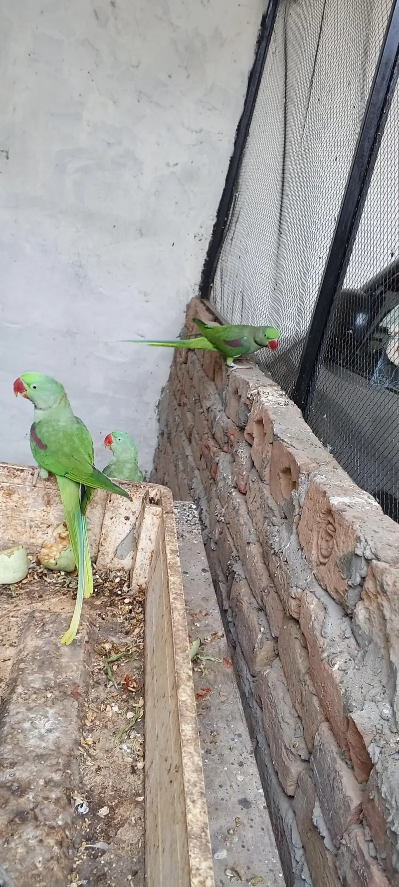 Raw parrot male bog size — photo 2
