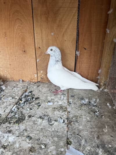 Aseel pigeons