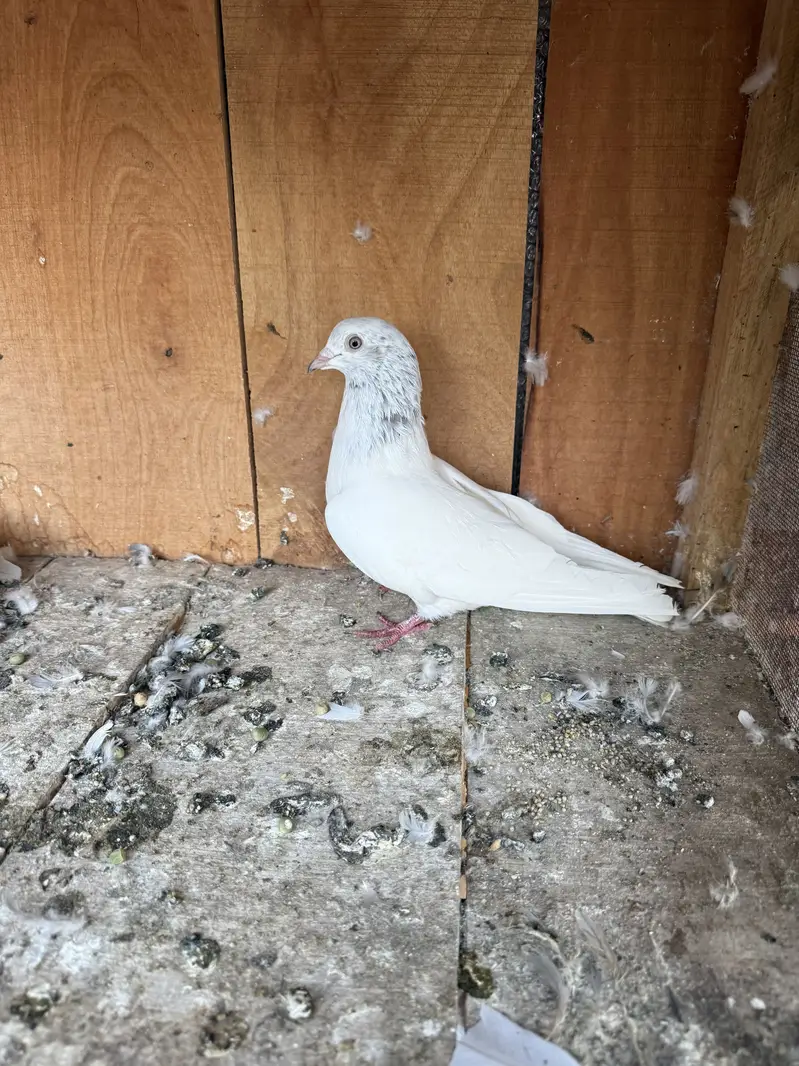Aseel pigeons