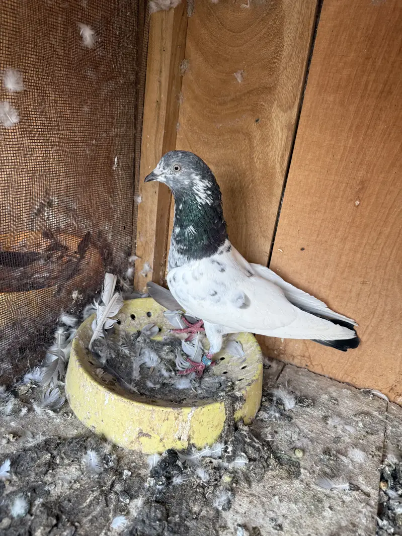 Aseel pigeons — photo 2