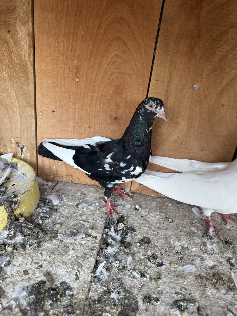 Aseel pigeons — photo 3