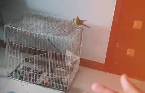 3 months ringneck male parrot mobile no 03100672023