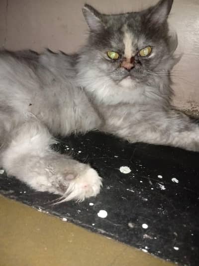 Persian cat