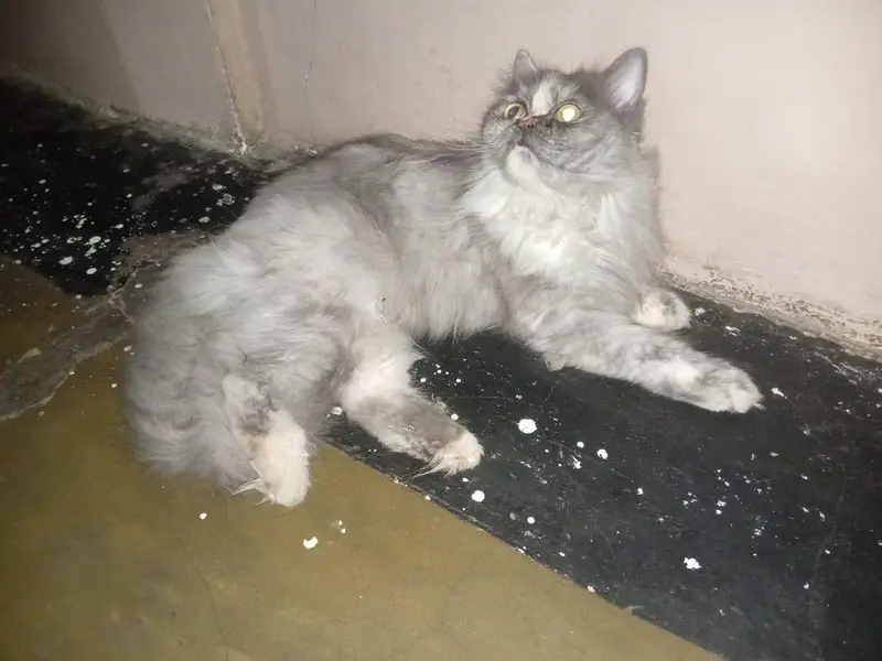 Persian cat — photo 2