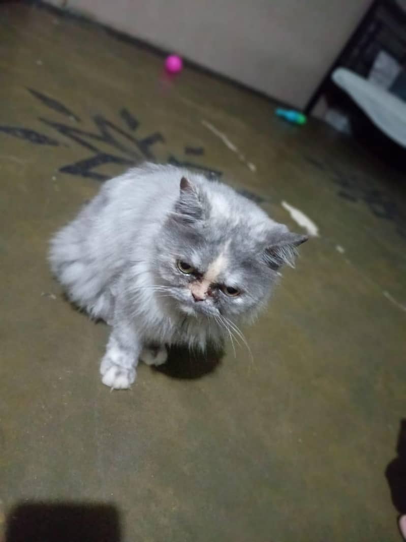 Persian cat 2