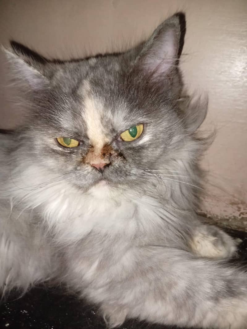 Persian cat 3