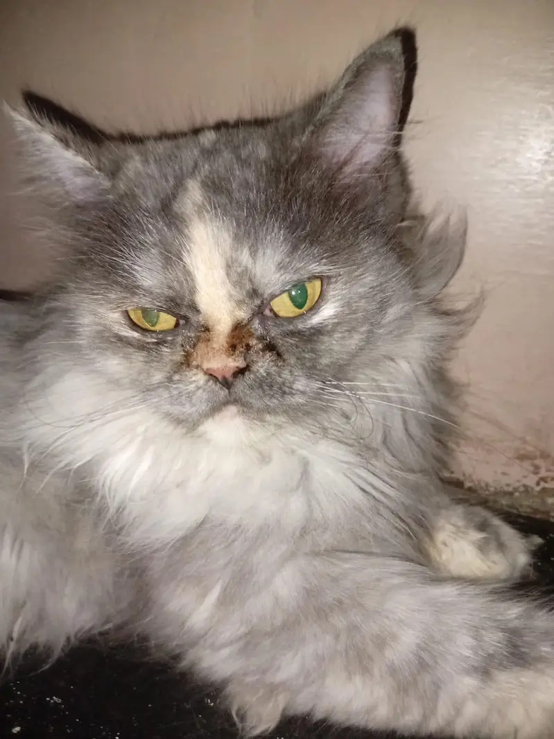 Persian cat — photo 4