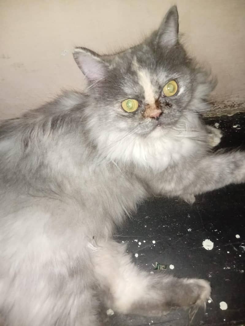 Persian cat 4