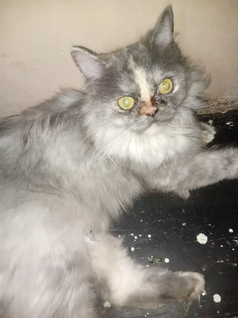 Persian cat — photo 5
